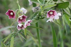 Oxystelma esculentum